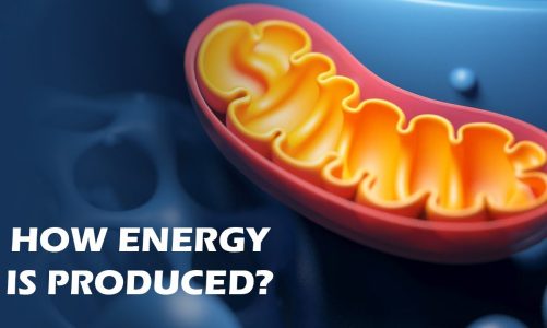 How Mitochondria Produce Energy?
