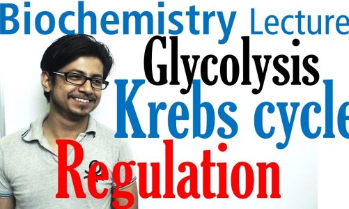 Regulation of glycolysis and krebs cycle