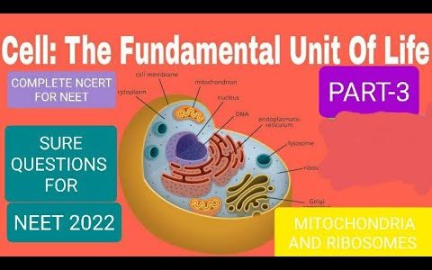 neet 2022 sure topics of cell unit of life MITOCHONDRIA and RIBOSOMES