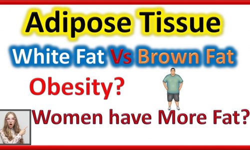 Adipose Tissue | Obesity | White Fat Vs Brown Fat | Functions of Adipose Tissue