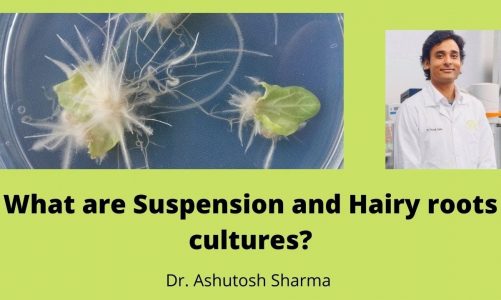 Suspension and Hairy roots culture