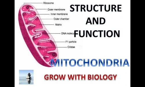 MITOCHONDRIA STRUCTURE AND FUNCTION IN ENGLISH
