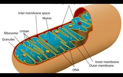 #Biology L7 – mitochondria part 1