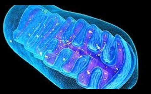 Mitochondria – Light Converters