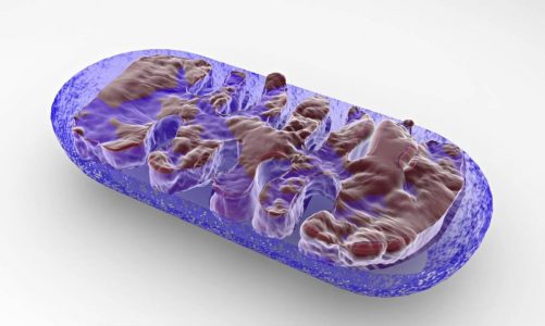 Enhance Mitochondrial Function