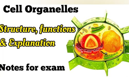 Cell Organelles explanation structure and function/ different types of cell Organelles