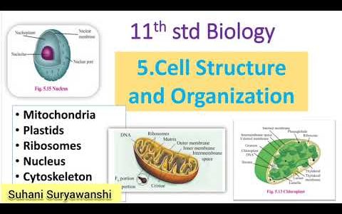 11th std Biology Cell Structure and Organization Part 5 Mitochondria, Plastids, Ribosomes, Nucleus