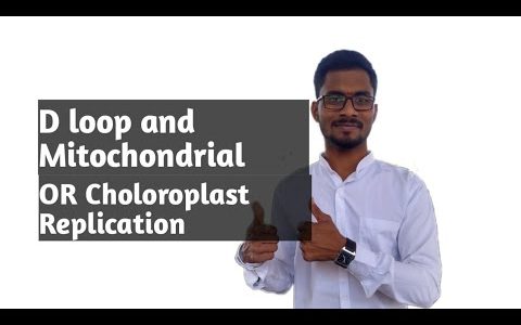 D loop replication | mitochondrial or chloroplast DNA replication