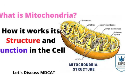Structure and Function of Mitochondria (PMC MDCAT)