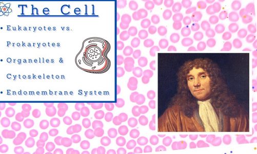 Biology Chapter 6 – The Cell
