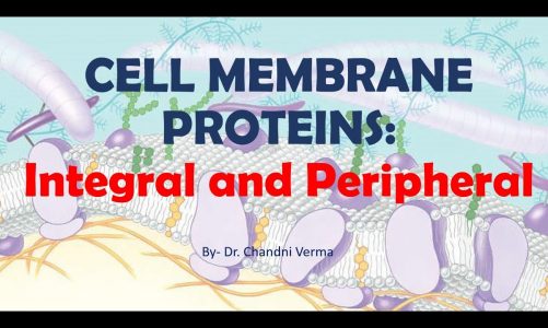 Cell Membrane Proteins: Integral and Peripheral
