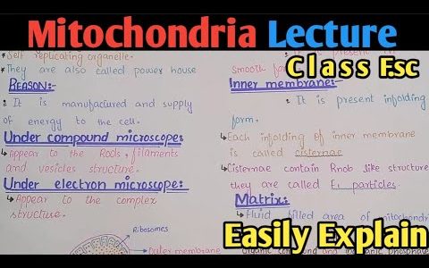 Mitochondria Structure And Functions | Powerhouse | Class 11 Biology