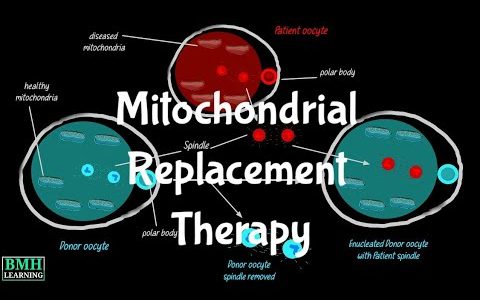 Mitochondrial Replacement therapy | Mitochondrial donation | Mitochondrial Gene Therapy | MRT |