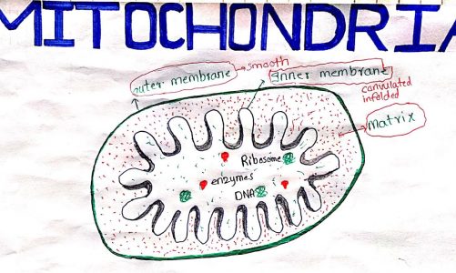 Mitochondria|Structure of Mitochondria|Diagram showing mitochondrion#mitocondria