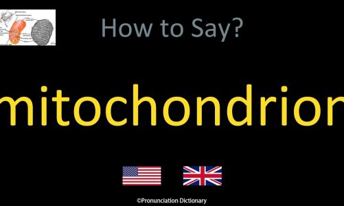 How to Pronounce mitochondrion | British Accent & American Accent