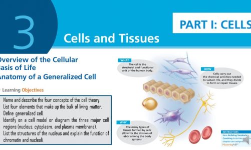 LESSON 5: Cells and Tissues – FIS1601