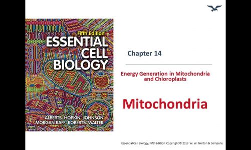 Energy Generation by Mitochondria