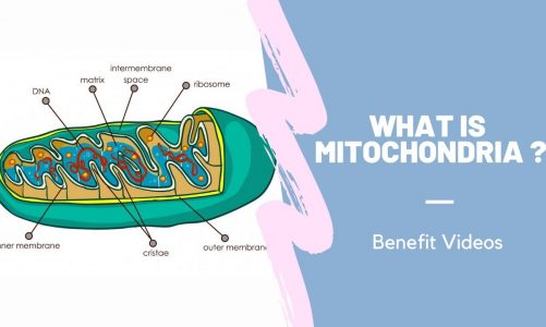 What Is Mitochondria ?