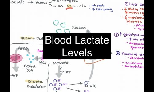 Blood Lactate Levels