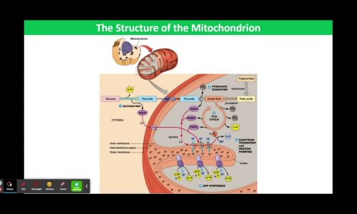The Structure of the Mitochondrion