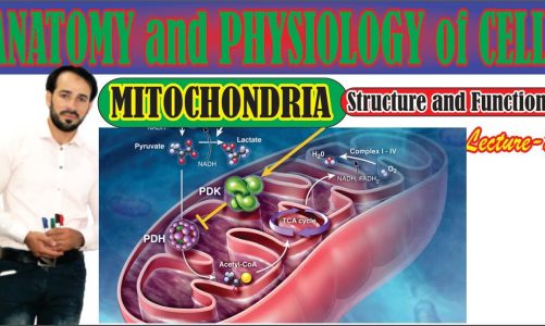Mitochondria | Structure and Function of Mitochondria | The Power House of cell | Made Easy