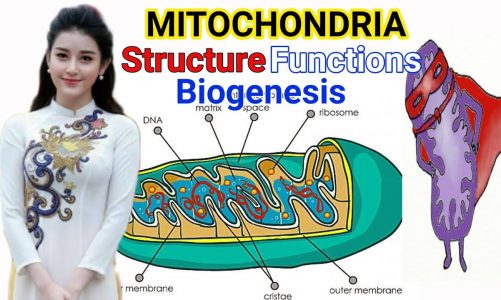 Mitochondria in Hindi/English || structure | function | biogenesis