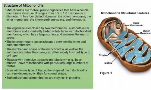 Mitochondria|Structure and Functions of Mitochondria (#ppt)
