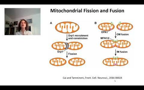 Mitochondrial Cell Biology 2