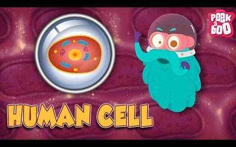 HUMAN CELL – The Dr. Binocs Show | Best Learning Videos For Kids | Peekaboo Kidz