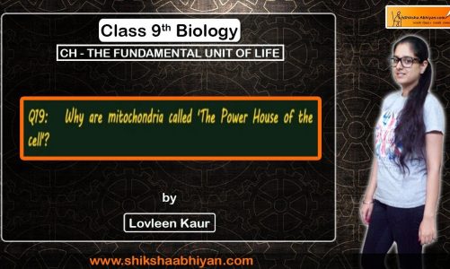 Q19  Why are mitochondria called 'The Power House of the cell?"