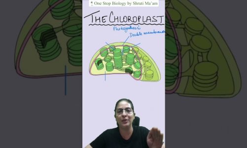 Chloroplast | 1 Minute, 1 Question | Shruti Ma'am | One Stop Biology