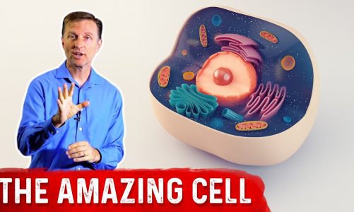 The Human Cell Structure: Parts & Anatomy Of A Cell – Dr. Berg