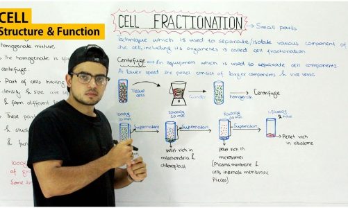 Cell fractionation | Basic technique of Cell biology | biology lecture