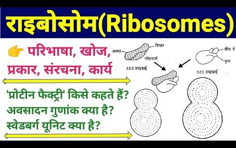 ribosome | ribosomes | ribosome function and structure | ribosomes in hindi | राइबोसोम पूरी जानकारी