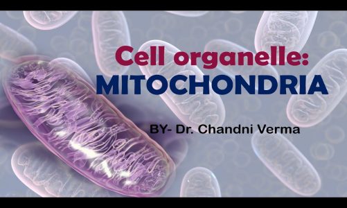 What is mitochondria and its function | Mitochondria | cell organelles | Structure | Function