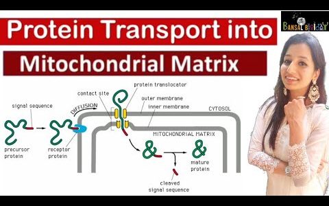 Protein Transport into Mitochondrial Matrix|Targeting|Sorting|post Translational Translocation|Cell