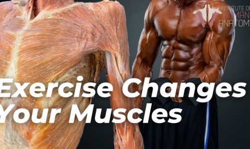 How Your Muscles Change With Exercise