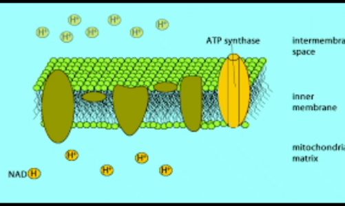 Cellular respiration in Mitochondria | Grade 11 | Biology | Concept Video | #1000StepsSriShakthi