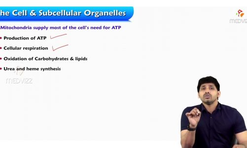 Cell & Subcellular Organelles – MITOCHONDRIA
