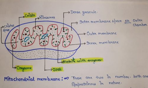 structure and functions of mitochondria || functions of mitochondria | structure  of mitochondria