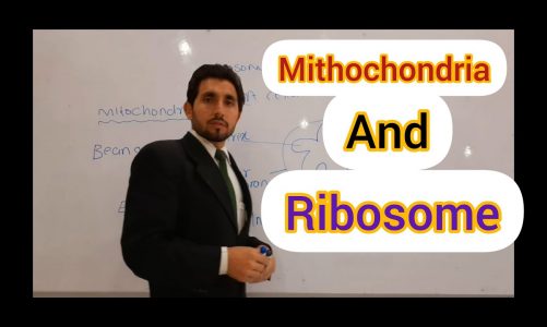 Cell Organelles Mitochondria and Ribosome  Explained in Urdu.