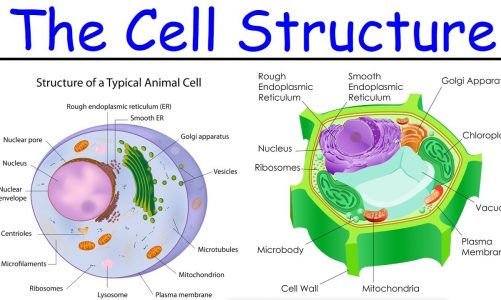 Biology – Intro to Cell Structure – Quick Review!
