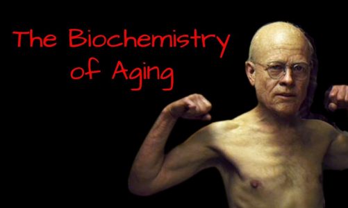 The Biochemistry of Aging