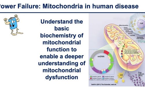 Exploration of the Powerhouse: Working Towards a Deeper Understanding of Mitochondria Function