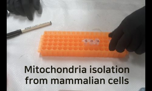 Mitochondria isolation from mammalian cells