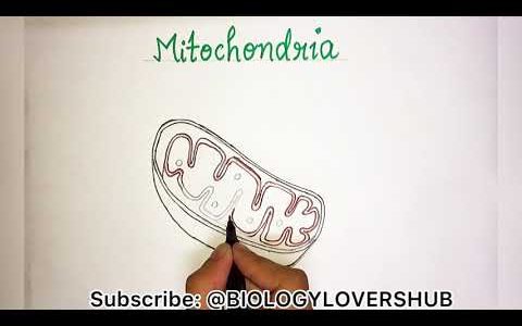 #mitochondria mitochondria diagram | how to draw mitochondrion diagram in easy way