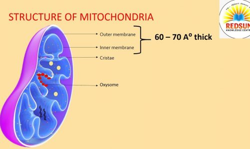 Structure and Functions of Mitochondria (English)