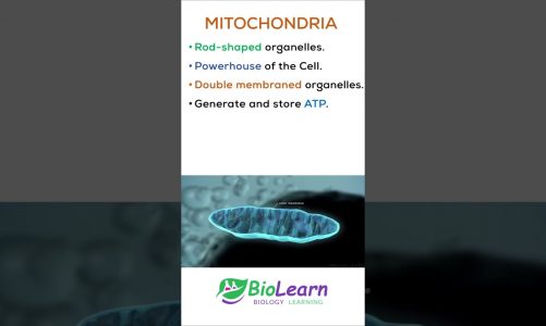 MITOCHONDRIA | Powerhouse of the Cell | 1-minute Biology | BioLearn #shorts #youtubeshorts