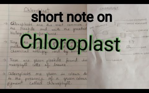 Short note on Chloroplast / Chloroplast short note
