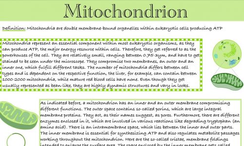Mitochondria – the powerhouses of our cells and what else YOU have to know about these organelles!